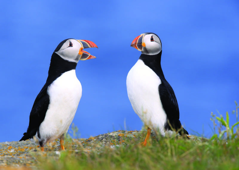 CAP002%20All%20Occasion